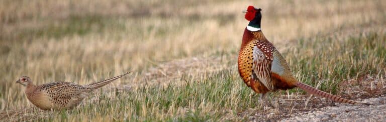 pheasant banner