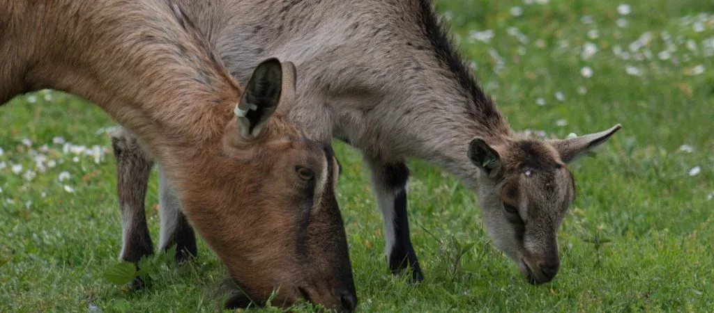 wildcroft dairy goats