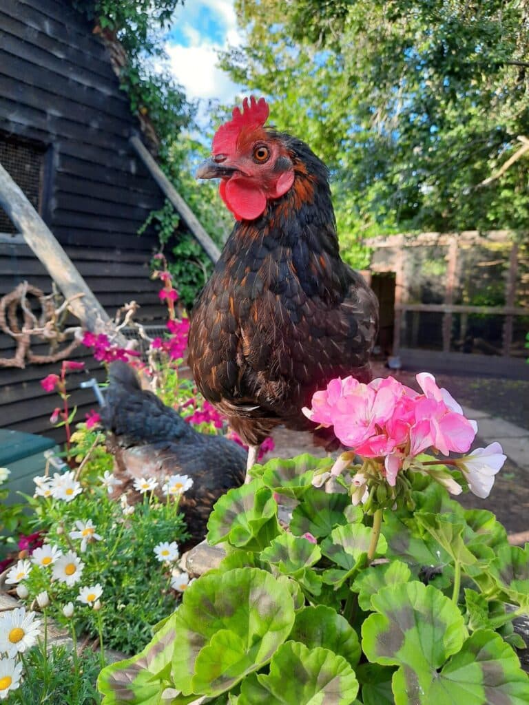 chickens