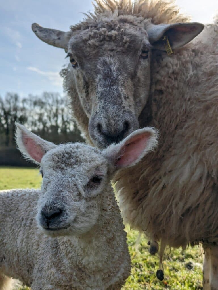 lamb02 2023