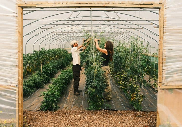 frensham market farm