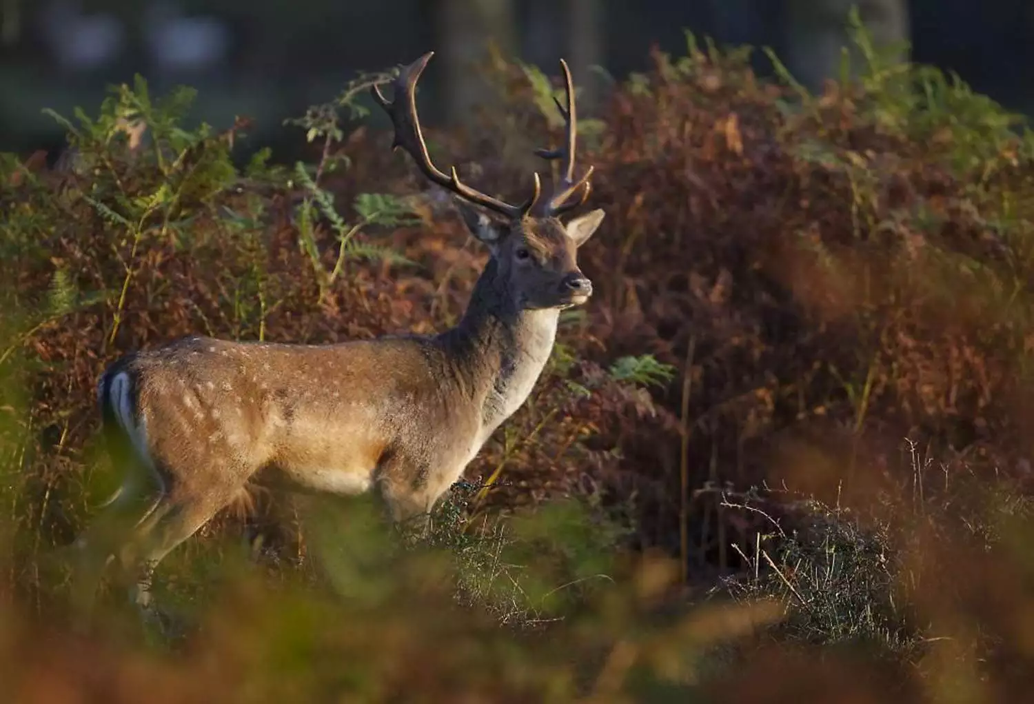 stag featured