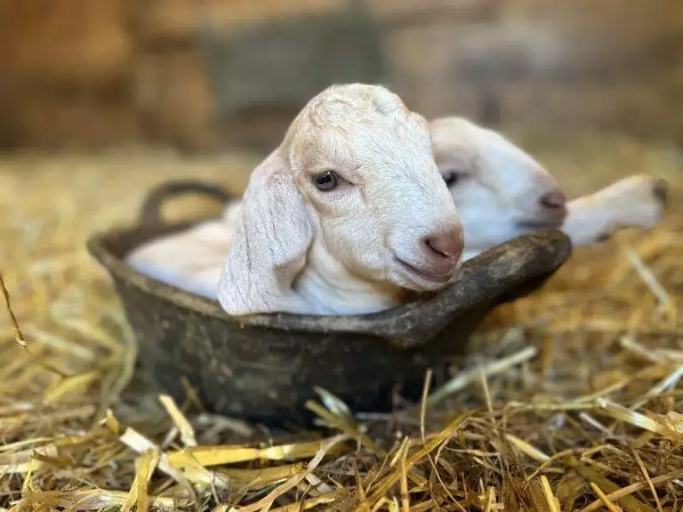 kids in bowl