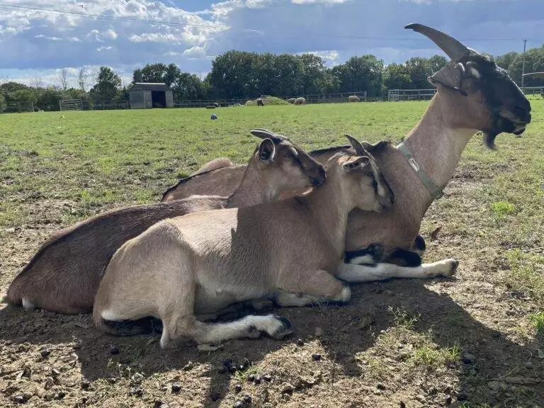 queenie and kids