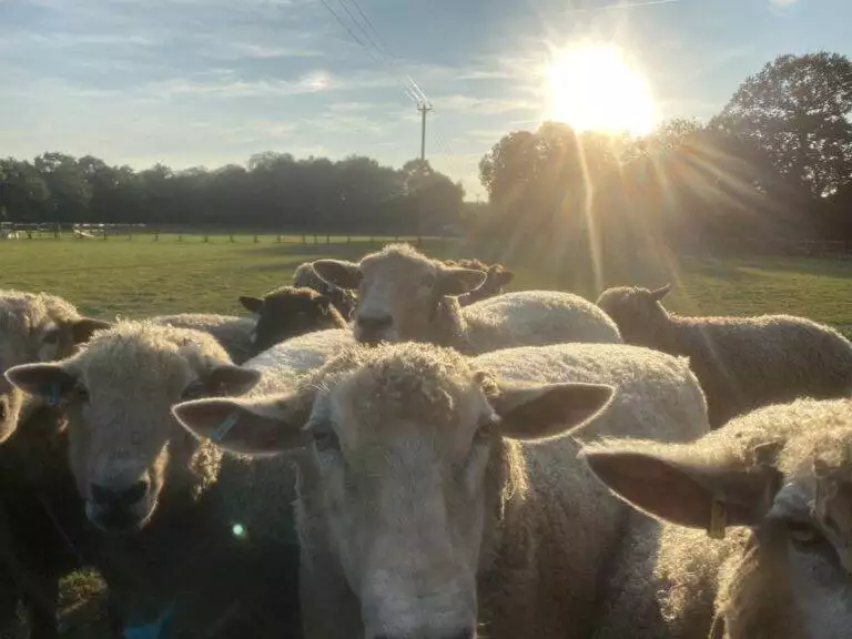 sheep gang