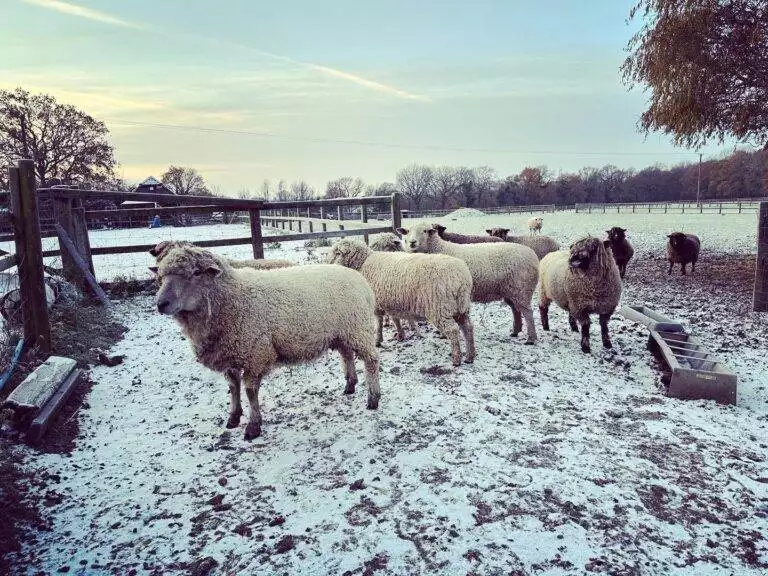 sheeps in snow