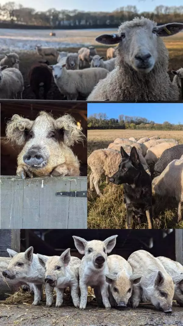 the hapir pig co in winter
