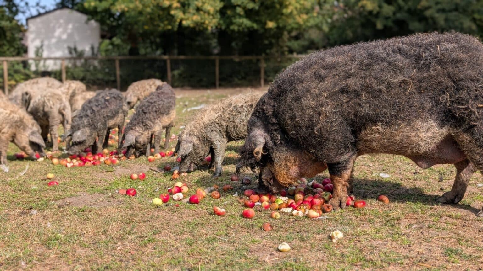Autumn on the farm