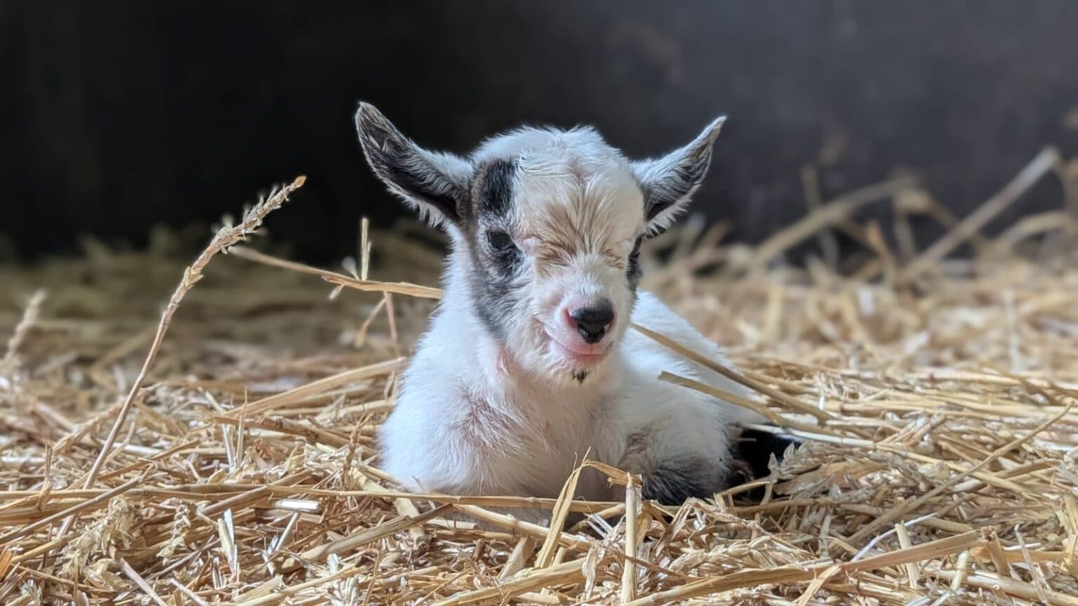 young lamb