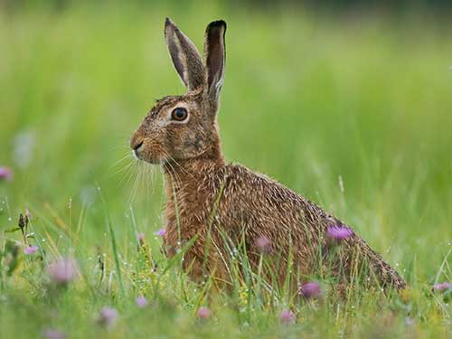 hare