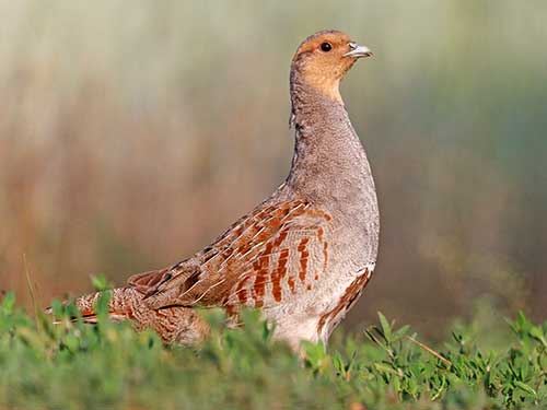 partridge