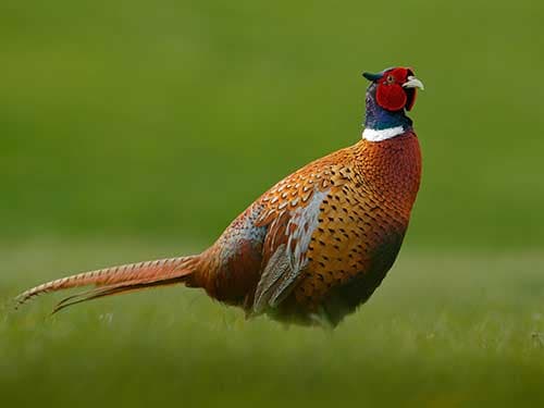 pheasant