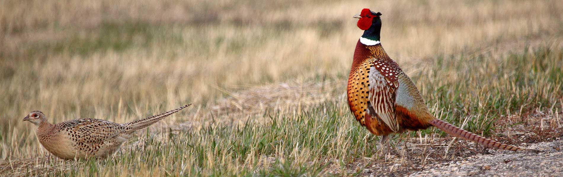 pheasant banner