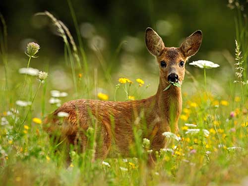 roe deer