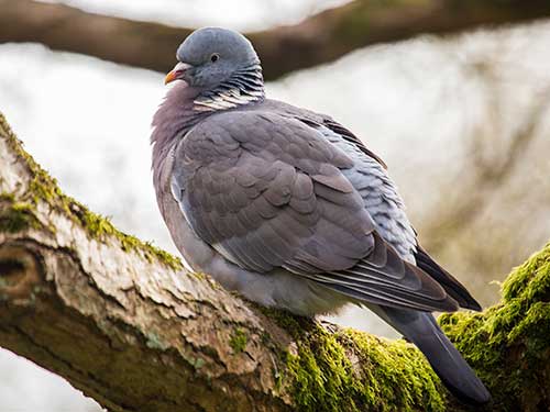 wood pigeon