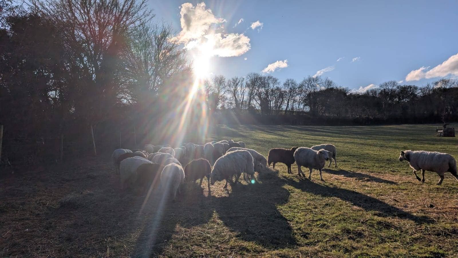 sheep on the farm