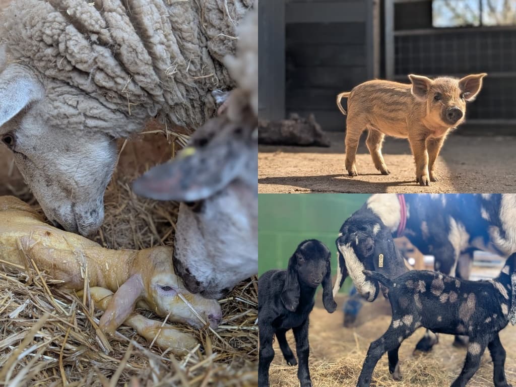 april newsletter