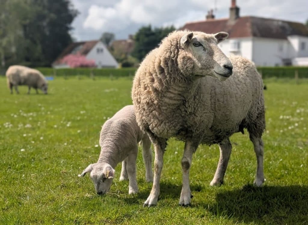 spring lambs 1024x768 1 e17805536122832