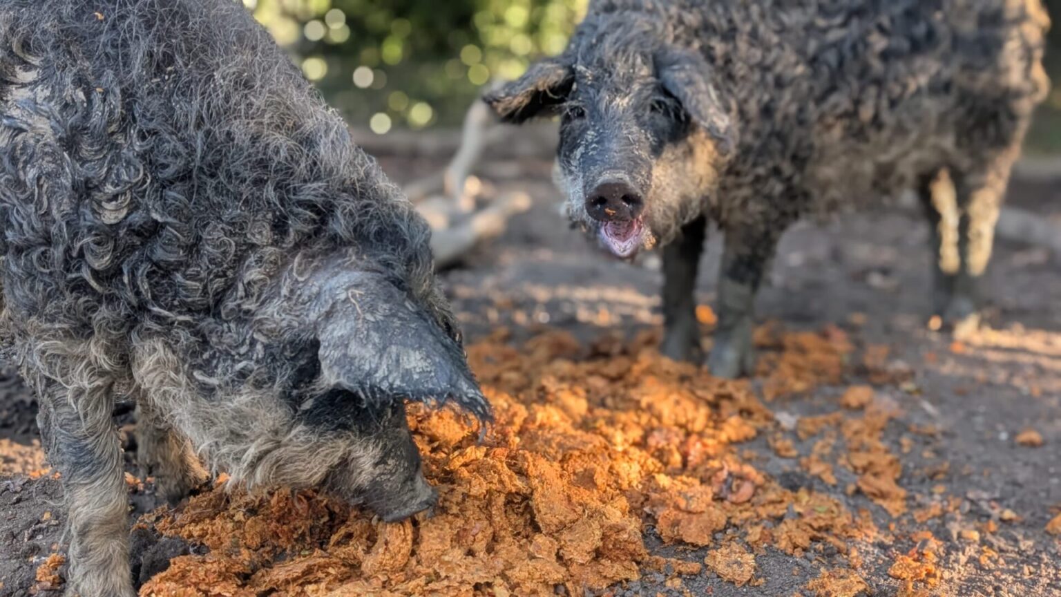 hairy pigs in autumn